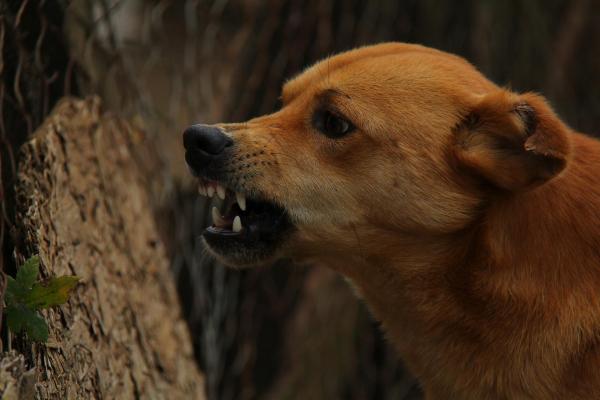 El pelo de mi perro se eriza - Razones por las que el pelo se eriza en los perros - 1. Ira
