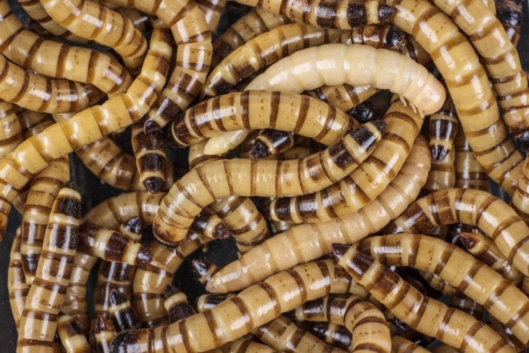 Súper gusanos