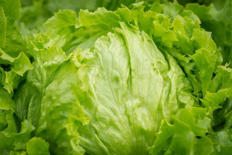 lechuga iceberg