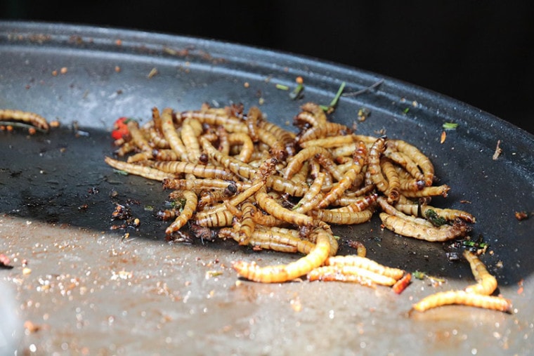 gusanos de la harina