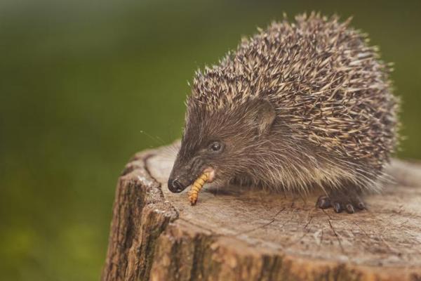 ¿Qué alimentar a un erizo mascota? ¿Qué comen los erizos salvajes?